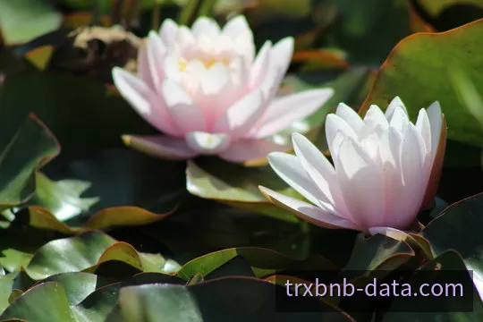 TRXBNB实时数据处理与分发可视化场景